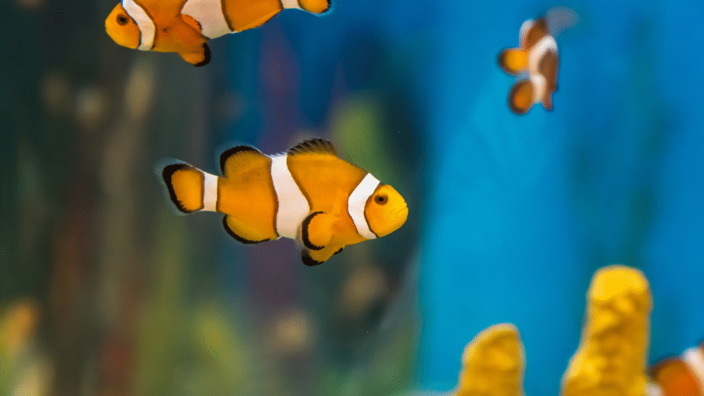 Clownfish background