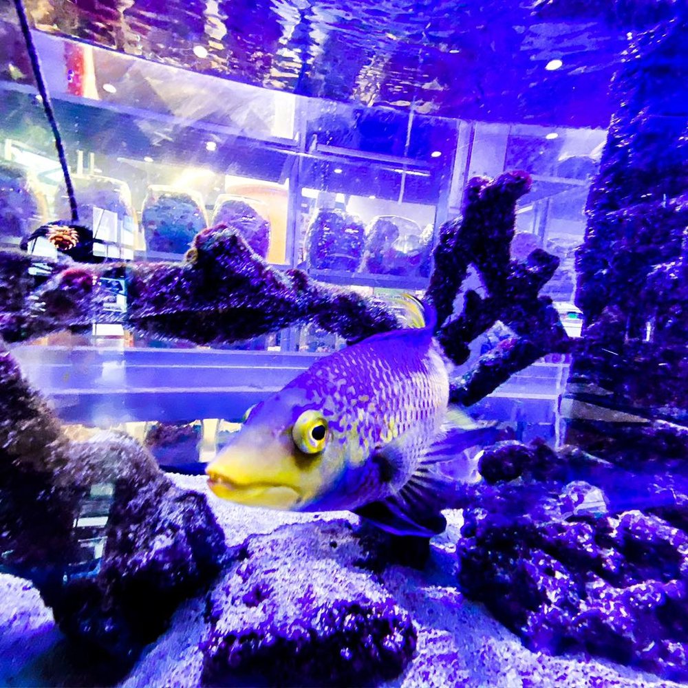 Fish tank 2