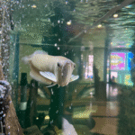 Amazon tank