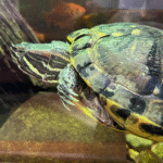 Turtle
